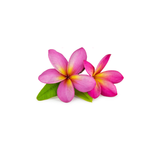 Plumeria
