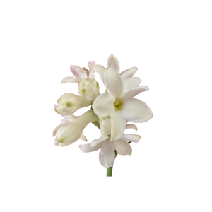 Tuberose
